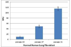 SA-ß-Gal activity in Senescent Human Lung Fibroblast HFL-1 Cells.