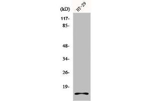 Western Blot analysis of HT29 cells using Histone H2A. (H2AFX antibody  (C-Term))