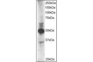 Staining (3µg/ml) of MOLT-4 lysate (RIPA buffer, 35µg total protein per lane). (GATA3 antibody  (N-Term))