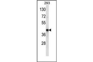 Western blot analysis of OR10J3 Antibody (N-term) in 293 cell line lysates (35ug/lane). (OR10J3 antibody  (N-Term))