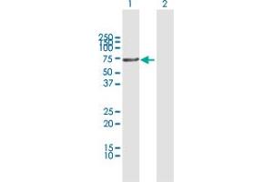 Western Blot analysis of ACD expression in transfected 293T cell line by ACD MaxPab polyclonal antibody. (ACD antibody  (AA 1-544))