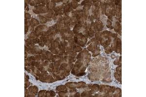 Immunohistochemical staining of human pancreas with ATG4A polyclonal antibody  shows strong cytoplasmic positivity in exocrine glandular cells at 1:200-1:500 dilution. (ATG4A antibody)