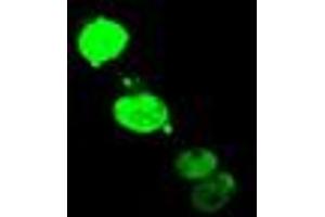 Anti-ELK3 mouse monoclonal antibody (ABIN2455046) immunofluorescent staining of COS7 cells transiently transfected by pCMV6-ENTRY ELK3 (RC203114). (ELK3 antibody)