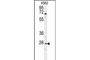 CXCR3 Antibody (Center) (ABIN654129 and ABIN2844003) western blot analysis in K562 cell line lysates (35 μg/lane). (CXCR3 antibody  (AA 140-167))