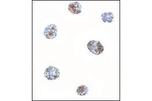 Immunocytochemistry of MATN3 in 3T3 cells with this product at 5 μg/ml. (Matrilin 3 antibody  (C-Term))