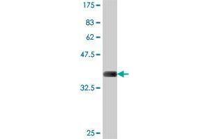 Western Blot detection against Immunogen (37. (GALNT10 antibody  (AA 503-602))