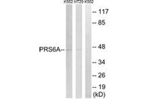 Western blot analysis of extracts from K562/HT-29 cells, using PRS6A Antibody. (PSMC3 antibody  (AA 271-320))