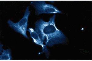 Immunofluorescence staining of human endothelial cells. (TRIM25 antibody  (AA 32-210))