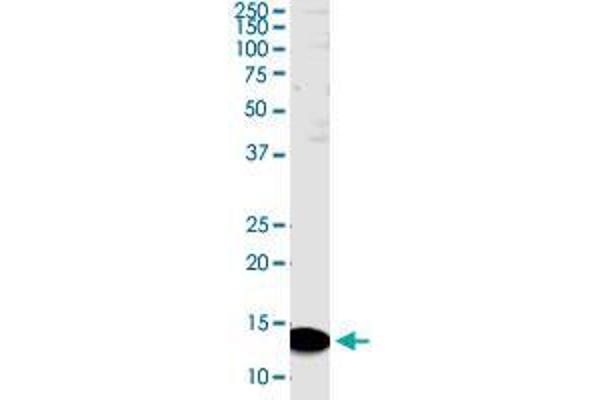 PDZK1 Interacting Protein 1 (PDZK1IP1) (AA 1-114) antibody