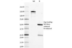 SDS-PAGE (SDS) image for anti-Enolase 2 (Gamma, Neuronal) (ENO2) (AA 416-433) antibody (ABIN4949836)