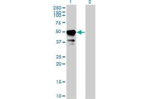 STAM antibody  (AA 1-403)