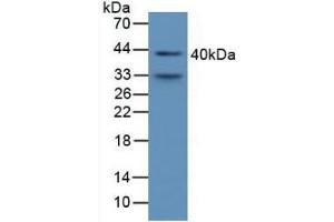 Western Blotting (WB) image for alpha 1 Microglobulin/bikunin precursor (AMBP) ELISA Kit (ABIN6574147)