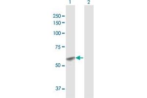 GCNT1 antibody  (AA 1-428)