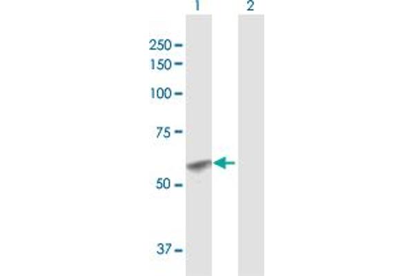 GCNT1 antibody  (AA 1-428)