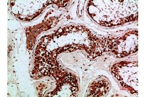 Immunohistochemical analysis of paraffin-embedded human-testis, antibody was diluted at 1:200 (Enkephalin antibody  (AA 51-100))