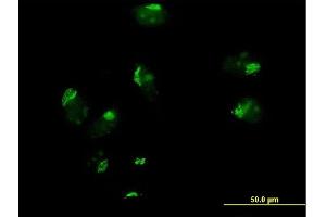 Immunofluorescence of purified MaxPab antibody to GOSR1 on HeLa cell. (GS28 antibody  (AA 1-250))
