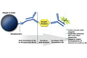 Principle of immunoassay based on MagSi-STA beads (MagSi-STA 1.0 L beads)