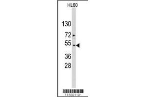 Western blot analysis of ACTB/ACTC Antibody in HL60 cell line lysates (35ug/lane).
