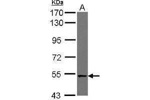 Image no. 2 for anti-NudC Domain Containing 1 (NUDCD1) (AA 332-583) antibody (ABIN1499850) (NUDCD1 antibody  (AA 332-583))