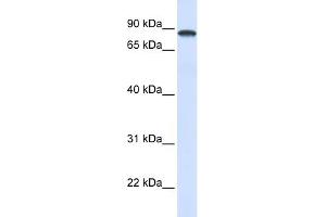 WB Suggested Anti-DDX1 Antibody Titration:  0.