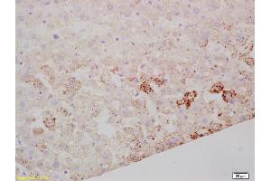 Formalin-fixed and paraffin embedded mouse liver labeled with Rabbit Anti SARM1 Polyclonal Antibody, Unconjugated (ABIN1387556) at 1:200 followed by conjugation to the secondary antibody and DAB staining (SARM1 antibody  (AA 340-380))