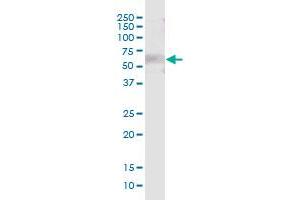 LRIT3 MaxPab polyclonal antibody. (LRIT3 antibody  (AA 1-552))