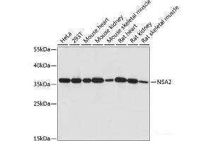 Western blot analysis of extracts of various cell lines using NSA2 Polyclonal Antibody at dilution of 1:1000.