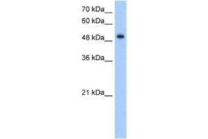 Western Blotting (WB) image for anti-delta/notch-Like EGF Repeat Containing (DNER) antibody (ABIN2463370) (DNER antibody)