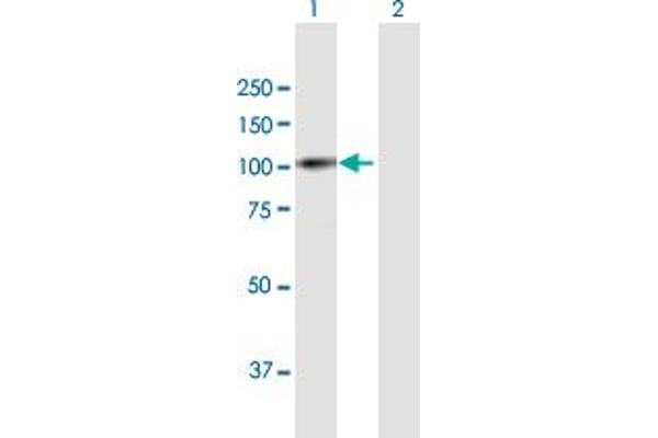 PRAM1 antibody  (AA 1-670)