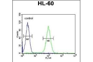 LNPEP Antibody (N-Term) (ABIN654230 and ABIN2844064) flow cytometric analysis of HL-60 cells (right histogram) compared to a negative control (left histogram). (LNPEP antibody  (N-Term))