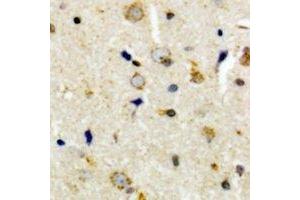 Immunohistochemical analysis of CEP135 staining in human brain formalin fixed paraffin embedded tissue section. (CEP135 antibody  (C-Term))