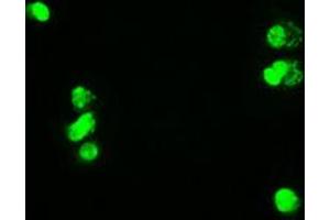 Image no. 6 for anti-Myc Proto-Oncogene protein (MYC) antibody (ABIN1497013) (c-MYC antibody)