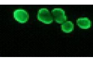 Immunofluorescence (IF) image for anti-Histone H2B antibody (ABIN1107547) (Histone H2B antibody)