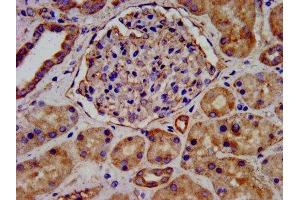 IHC image of ABIN7157980 diluted at 1:300 and staining in paraffin-embedded human kidney tissue performed on a Leica BondTM system. (LEMD2 antibody  (AA 17-204))