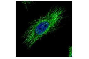 ICC/IF Image Confocal immunofluorescence analysis (Olympus FV10i) of methanol-fixed HeLa, using alpha Tubulin, antibody (Green) at 1:500 dilution. (TUBA1B antibody)