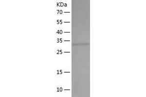 Western Blotting (WB) image for Mortality Factor 4 Like 1 (MORF4L1) (AA 1-323) protein (His tag) (ABIN7124021) (MORF4L1 Protein (AA 1-323) (His tag))