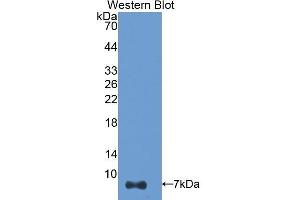 Western Blotting (WB) image for anti-Thymosin beta-4 (TMSB4X) (AA 1-44) antibody (ABIN1174829) (TMSB4X antibody  (AA 1-44))