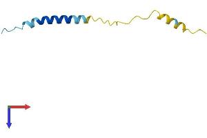 AlphaFold protein structure predicition of Human Recombinant MT-ATP8 Protein, UniprotID P03928 (Mitochondrially Encoded ATP Synthase 8 (MT-ATP8) (AA 1-68) protein (Fc Tag))