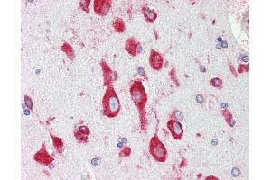 Anti-RPS12 / S12 antibody IHC staining of human brain, cortex. (RPS12 antibody  (AA 15-44))