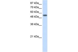 Western Blotting (WB) image for anti-Tyrosyl-tRNA Synthetase (Yars) antibody (ABIN2462148) (YARS antibody)