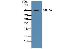 Western blot analysis of Pig Liver Tissue. (Asialoglycoprotein Receptor 1 antibody  (AA 77-289))