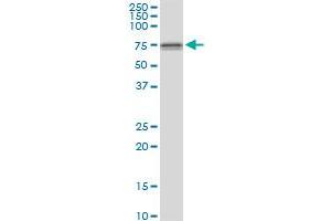 DDX59 MaxPab polyclonal antibody. (DDX59 antibody  (AA 1-619))