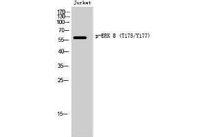 Western Blotting (WB) image for anti-Mitogen-Activated Protein Kinase 15 (MAPK15) (pThr175), (pTyr177) antibody (ABIN3182254) (MAPK15 antibody  (pThr175, pTyr177))