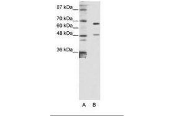 ZNF597 Antikörper  (AA 48-97)
