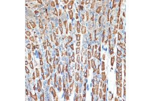 Immunohistochemistry of paraffin-embedded mouse stomach using B Rabbit mAb (ABIN7265767) at dilution of 1:100 (40x lens). (ATP4b antibody)