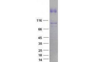 Validation with Western Blot (MAP3K1 Protein (Myc-DYKDDDDK Tag))