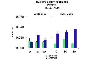 Quiescent human colon carcinoma HCT116 cultures were treated with 10% FBS for three time points (0, 15, 30min) or (0, 30, 60min) were used in Matrix-ChIP and real-time PCR assays at EGR1 gene (Exon1) and 15kb upstream site. (PRMT3 antibody  (Middle Region))