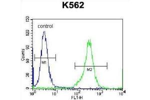 Flow Cytometry (FACS) image for anti-Kell Blood Group, Metallo-Endopeptidase (KEL) antibody (ABIN2998314) (KEL antibody)