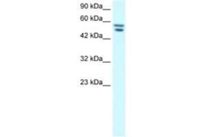 Western Blotting (WB) image for anti-Zinc Finger Protein 768 (ZNF768) antibody (ABIN2460756) (ZNF768 antibody)