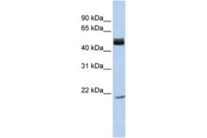Western Blotting (WB) image for anti-Basic Helix-Loop-Helix Family, Member E40 (BHLHE40) antibody (ABIN2460849) (BHLHE40 antibody)